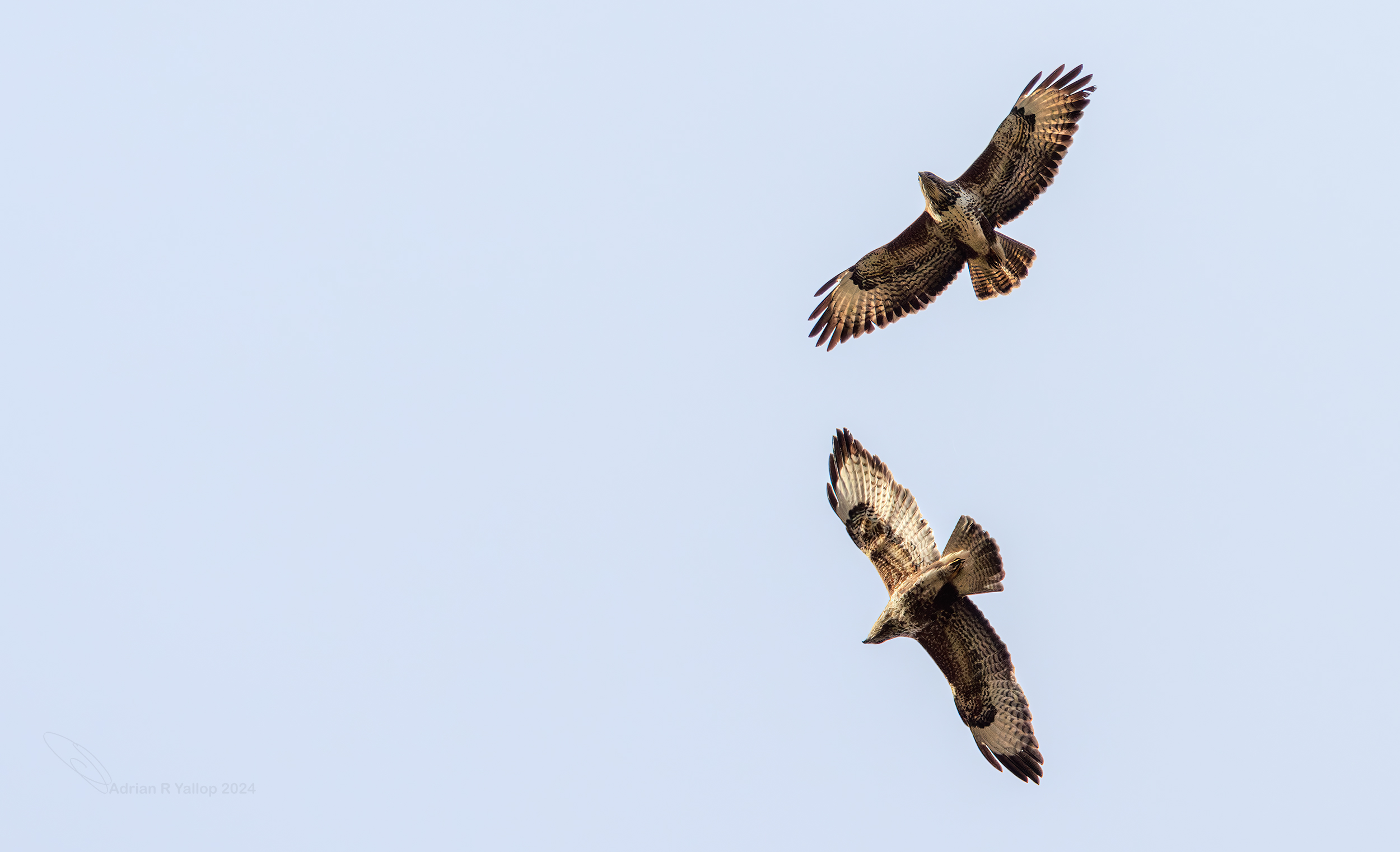 common buzzards dancing
